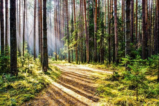 Psychedelic Retreats for Mental Health