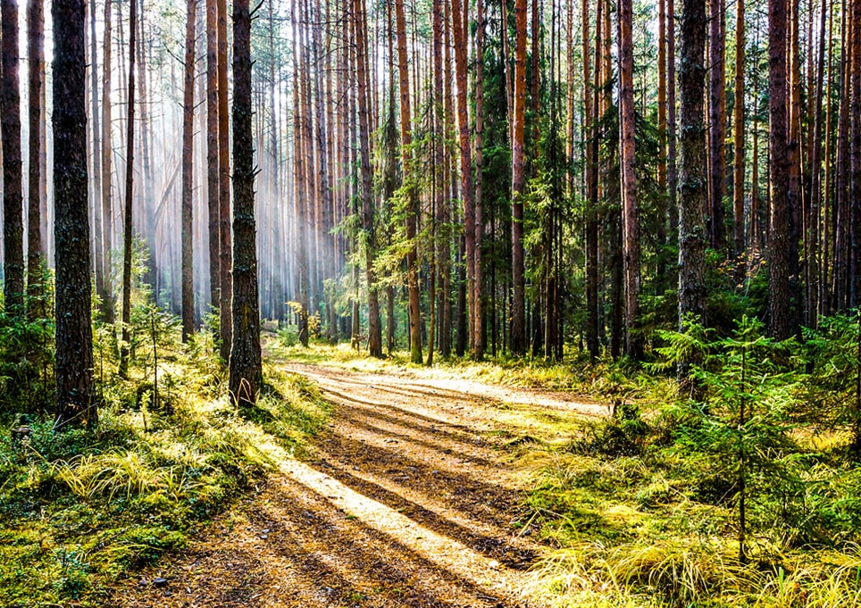 Psychedelic Retreats for Mental Health