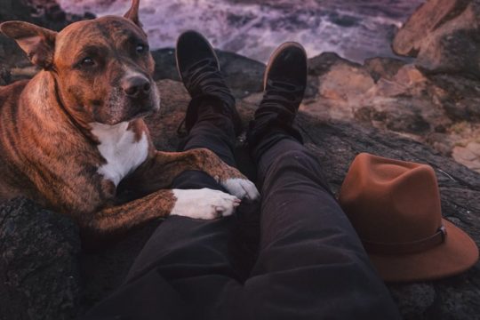 Dogs in Therapy